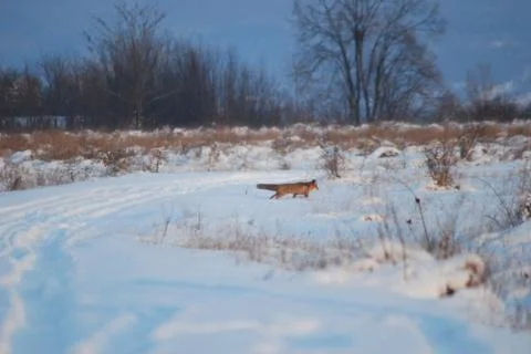 Fox in winter on the glade Stock Photos