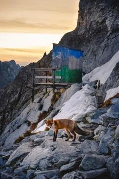Fox in winter mountain at sunset Stock Photos