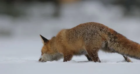 Fox - winter nature. Red fox in white snow. Cold winter with orange fur fox. Hun Stock Footage 166095680