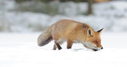 Fox - winter nature. Red fox in white snow. Cold winter with orange fur fox. Hun Stock Footage 166099947