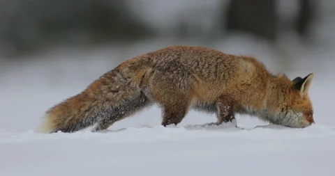 Fox - winter nature. Red fox in white snow. Cold winter with orange fur fox. Hun Stock Footage 166102522