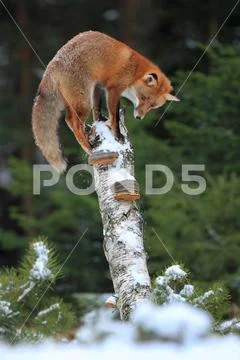 Fox in winter Stock Photos
