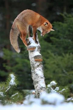 Fox in winter Stock Photos