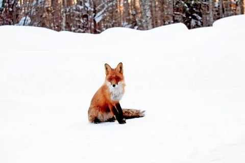 Fox In The Winter Stock Photos