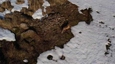 Fox in the Winter Snow Stock Footage 184106810