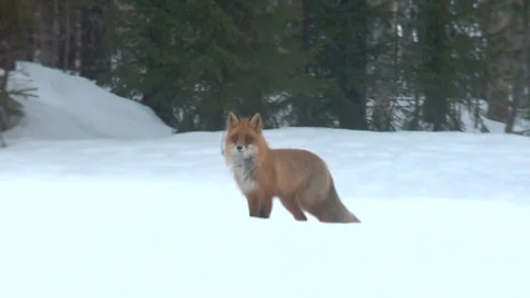 Fox in winter - sweden Stock Footage 72658982