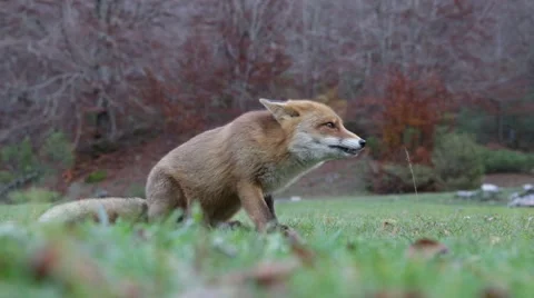 Fox in the woods in Autumn Stock Footage 66430203