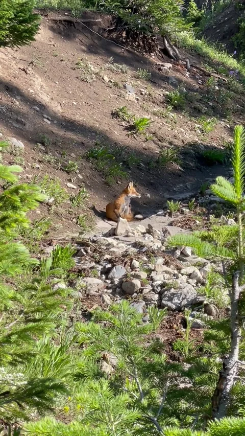 A Fox in the Woods Stock-Footage 256340590