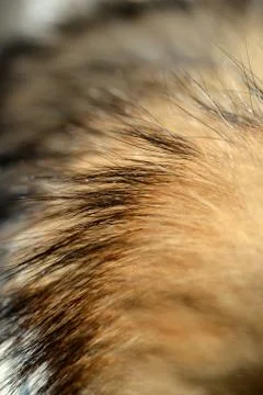 Fox wool collar is dried before use closeup Stock Photos