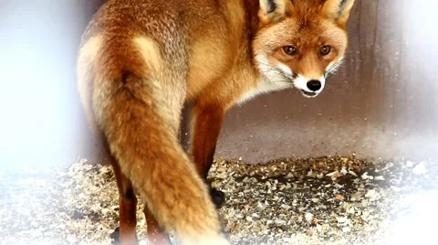 Fox in the Zoo Stock Footage 46828360