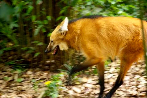Fox at zoo Stock Photos