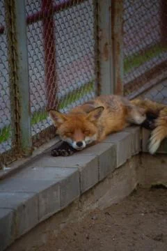 The fox is in the zoo. Stock Photos