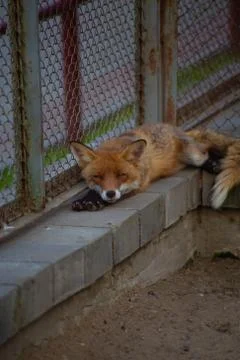 The fox is in the zoo. Stock Photos