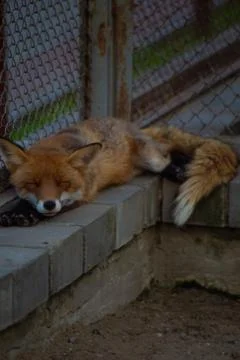 The fox is in the zoo. Stock Photos