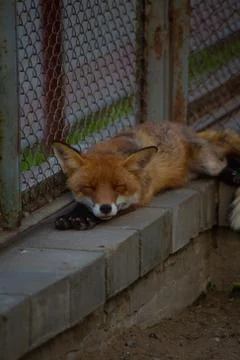 The fox is in the zoo. Foto stock