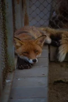 The fox is in the zoo. 写真素材