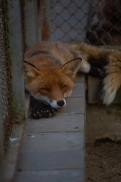 The fox is in the zoo. Stock Photos