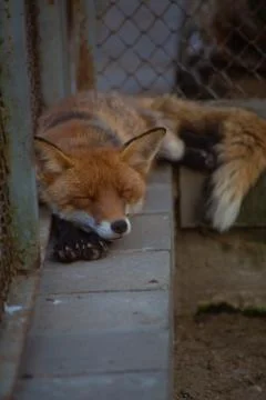 The fox is in the zoo. Stock Photos