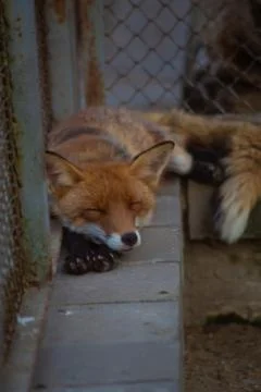 The fox is in the zoo. 写真素材