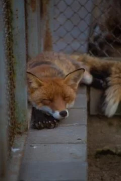 The fox is in the zoo. Stock Photos