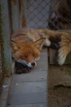 The fox is in the zoo. Stock Photos
