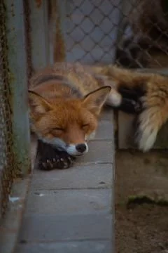 The fox is in the zoo. Фото