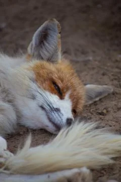The fox is in the zoo. Фото