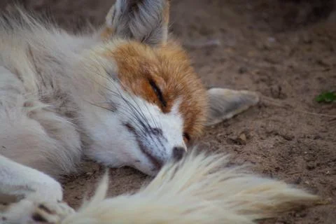The fox is in the zoo. 写真素材