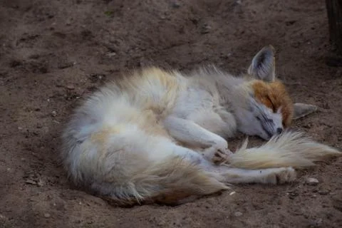 The fox is in the zoo. Stock Photos
