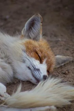 The fox is in the zoo. Stock Photos