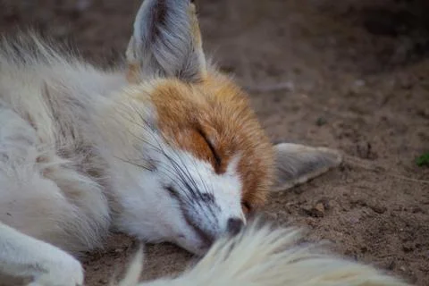 The fox is in the zoo. Stock Photos