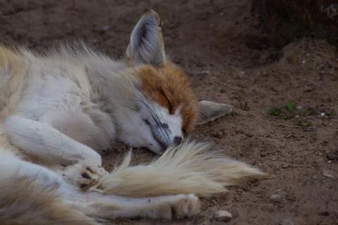 The fox is in the zoo. Stock Photos