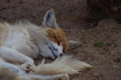 The fox is in the zoo. Stock Photos