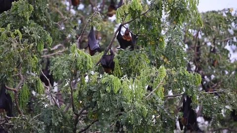 Foxbats in Thailand Stock Footage 86403895