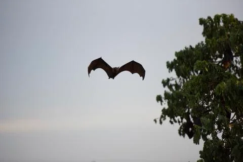 Foxbats in Thailand Stock Photos