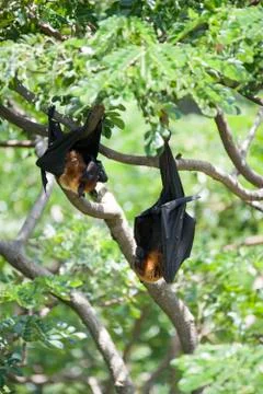 Foxbats in Thailand Foto stock