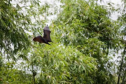 Foxbats in Thailand Stock Photos