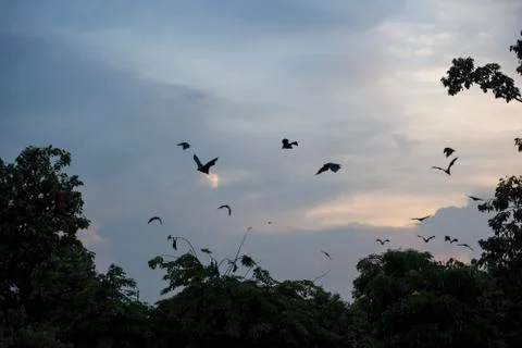 Foxbats in Thailand Stock Photos