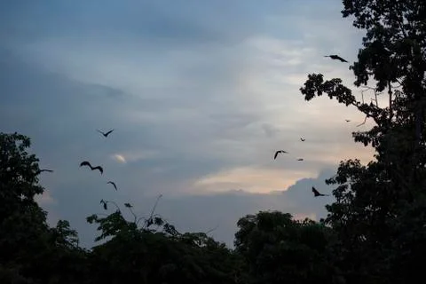 Foxbats in Thailand Stock Photos