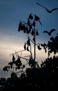 Foxbats in Thailand Stock Photos