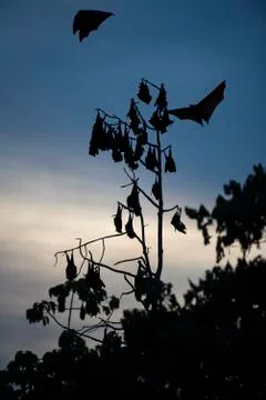 Foxbats in Thailand Stock Photos