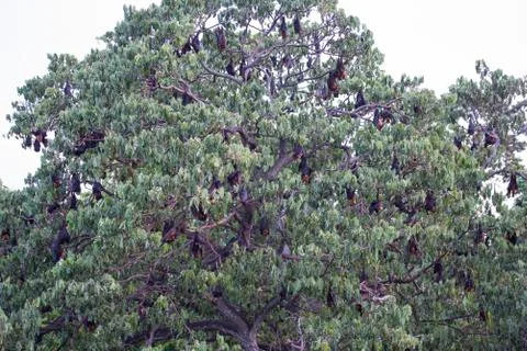 Foxbats in Thailand Stock Photos