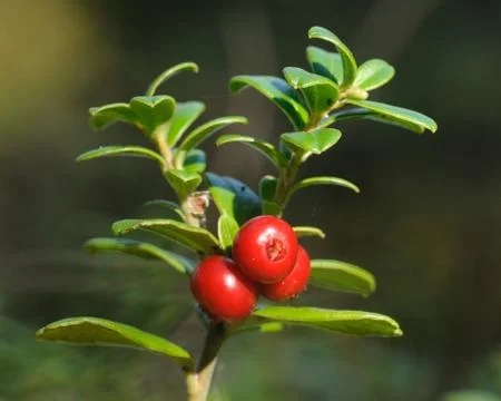 Foxberries Stock Photos