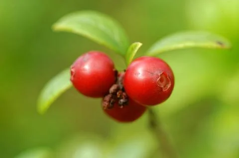 Foxberries Stock Photos