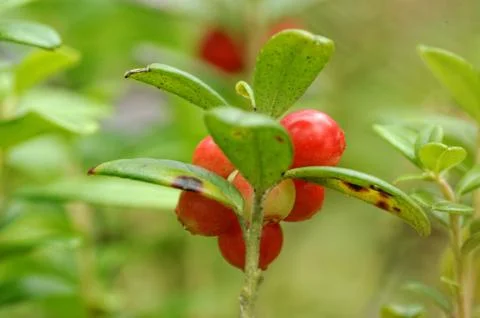 Foxberries Foto stock