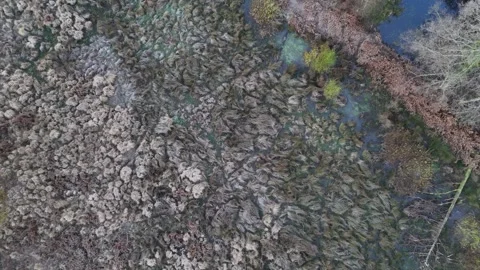 Foxes Bridge Bog in winter, Forest of Dean, Gloucestershire. UK Stock Footage 322059163