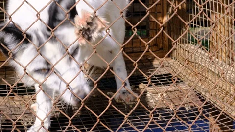 Foxes in cages 스톡 동영상 127900060