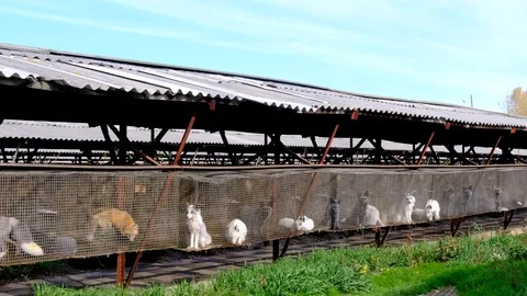 Foxes in cages Видео 128274618