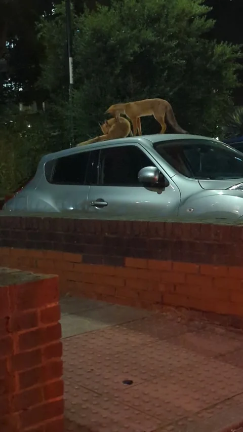 Foxes On Car 库存影片 247732355