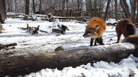 Foxes Conflict Behavior in Snowy Environment Video stock 334116717